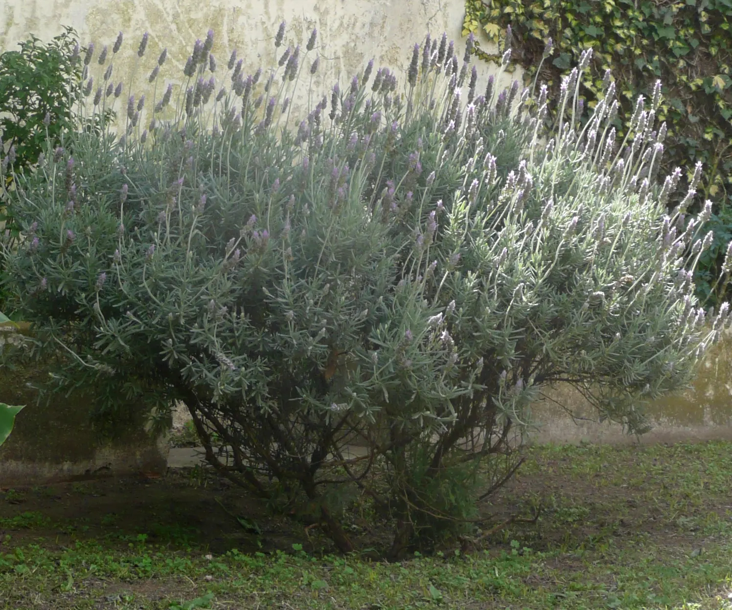 French Lavender (Lavandula Dentata) — Resistant to drought once established; is a highly aromatic perennial shrub perfect for adding a touch of the, image 123
