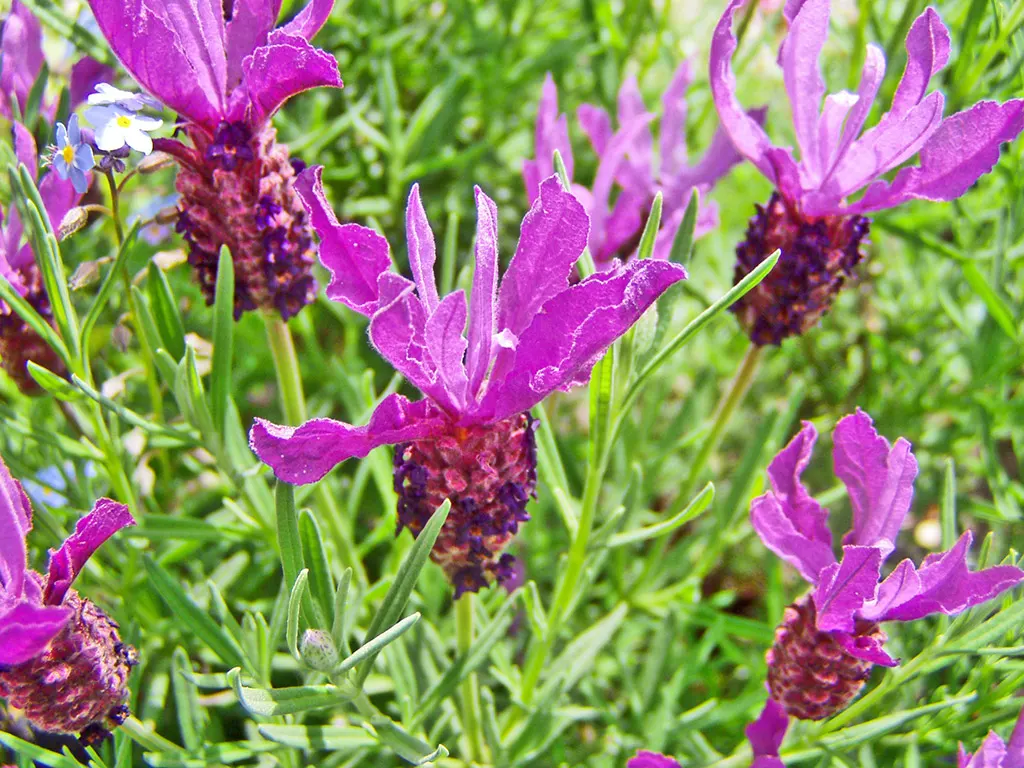 French Lavender (Lavandula Dentata) — providing lasting beauty with its evergreen foliage and season-long blooms; herb / perennial with lavender blooms