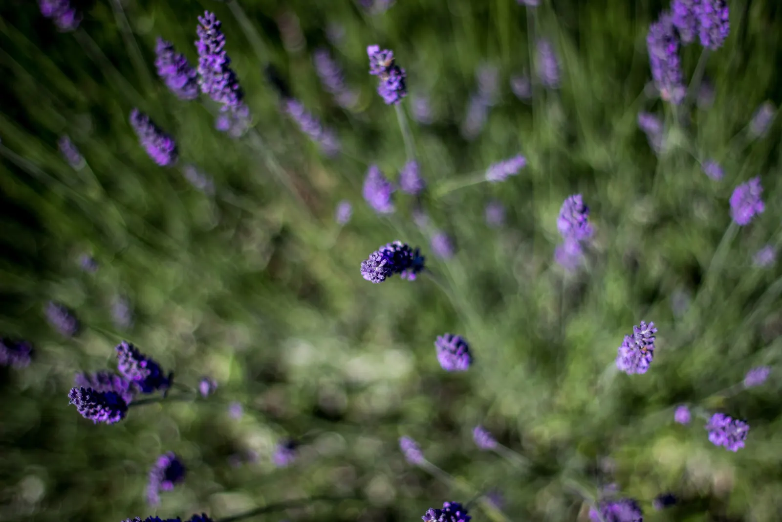 French Lavender (Lavandula Dentata) — Ideal for borders and aromatic gardens, it reaches 24-36 inches in height with a similar spread; and a, image 49