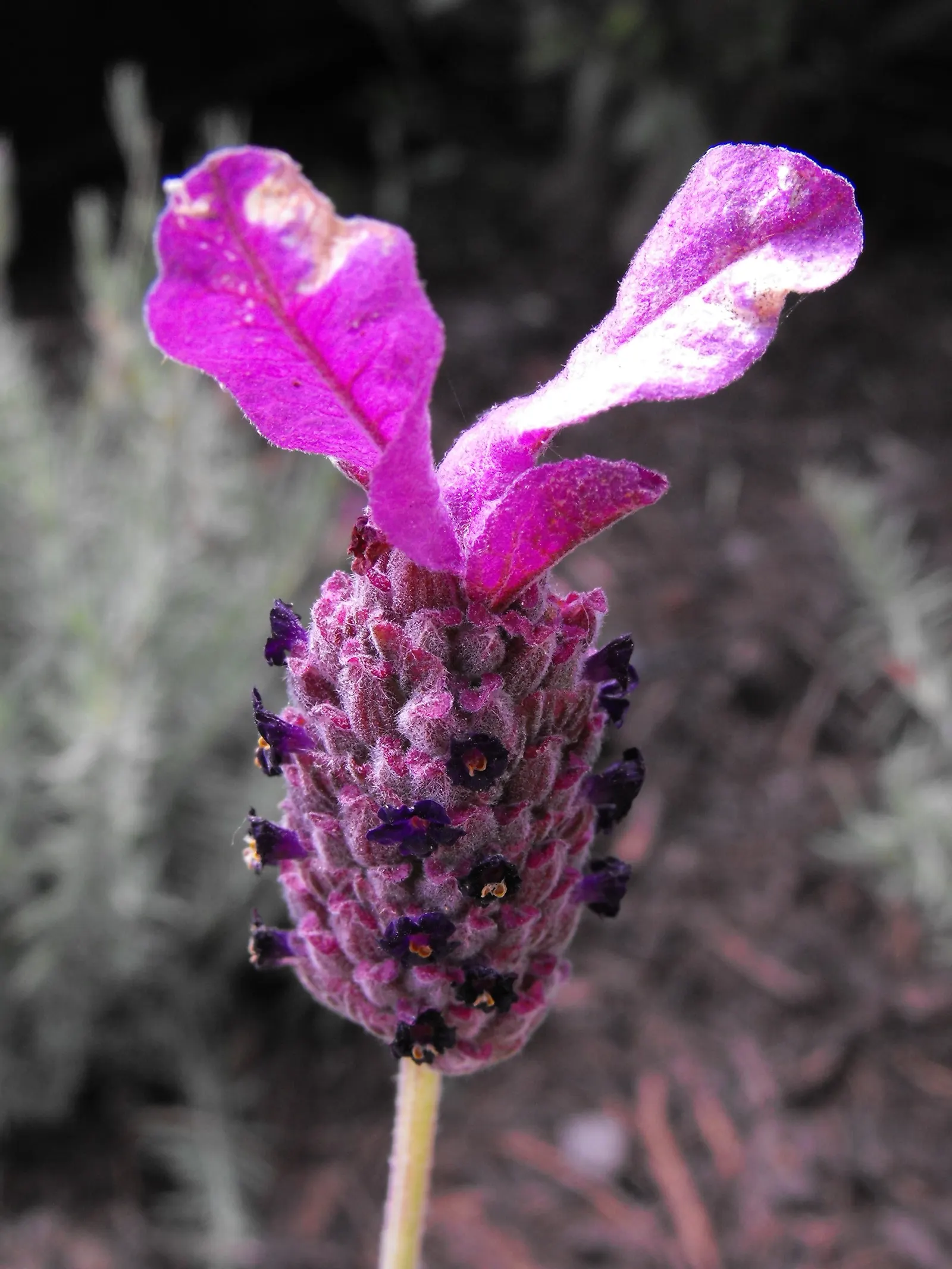 French Lavender (Lavandula Dentata) — Pruning in the early spring can encourage bushier growth and enhance blooming; slightly camphoraceous scent that attracts