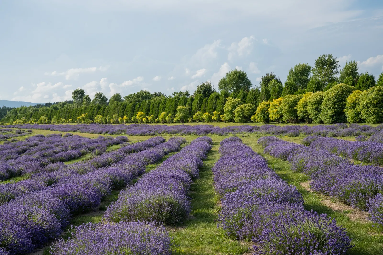 French Lavender (Lavandula Dentata) — serrated foliage and showy; making it an ideal choice for borders, image 48