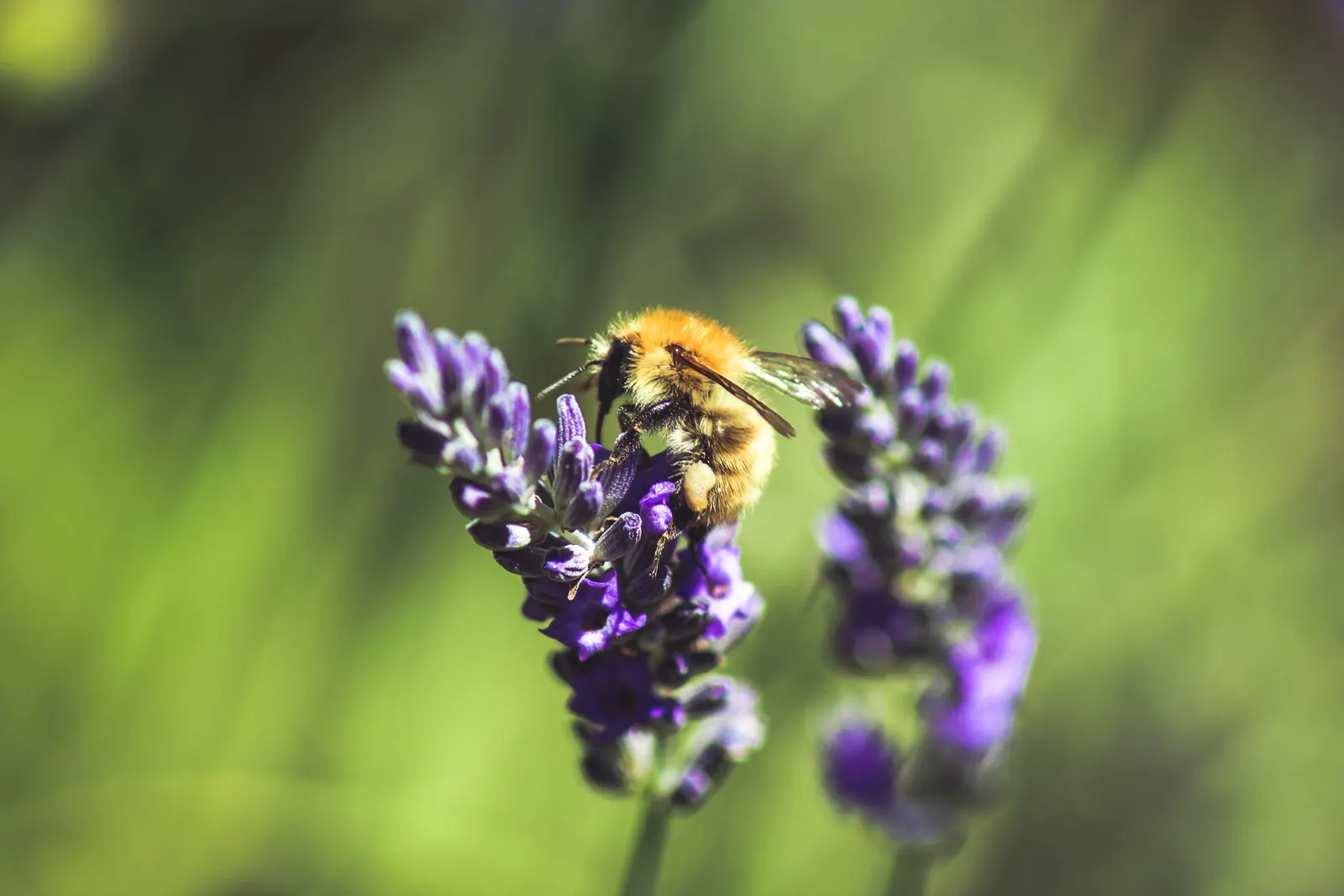 French Lavender (Lavandula Dentata) — French Lavender (Lavandula dentata) is a fragrant perennial prized for its gray-green; thrives in full sun and, image 47