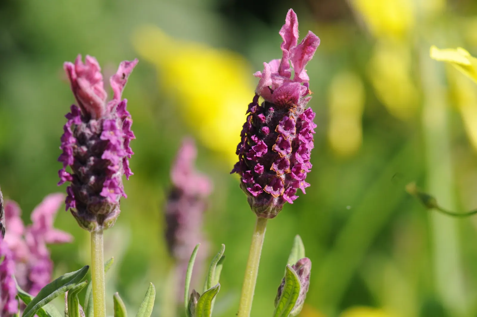 French Lavender (Lavandula Dentata) — well-draining soil is essential; french Lavender (Lavandula dentata) is a fragrant perennial prized for its gray-green