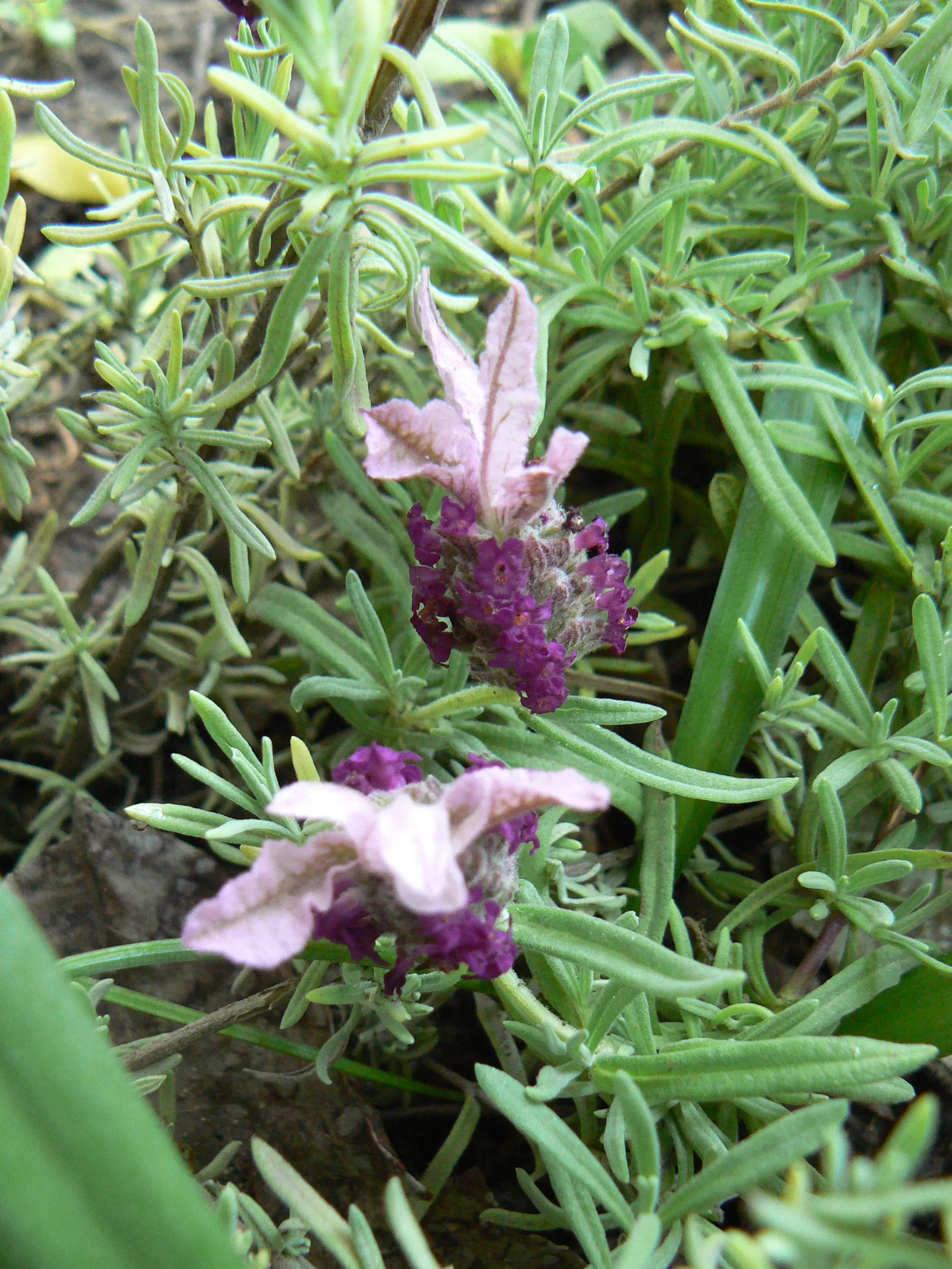 French Lavender (Lavandula Dentata) — lavender flowers in the garden; space plants 12-18 inches apart for optimal growth and air circulation