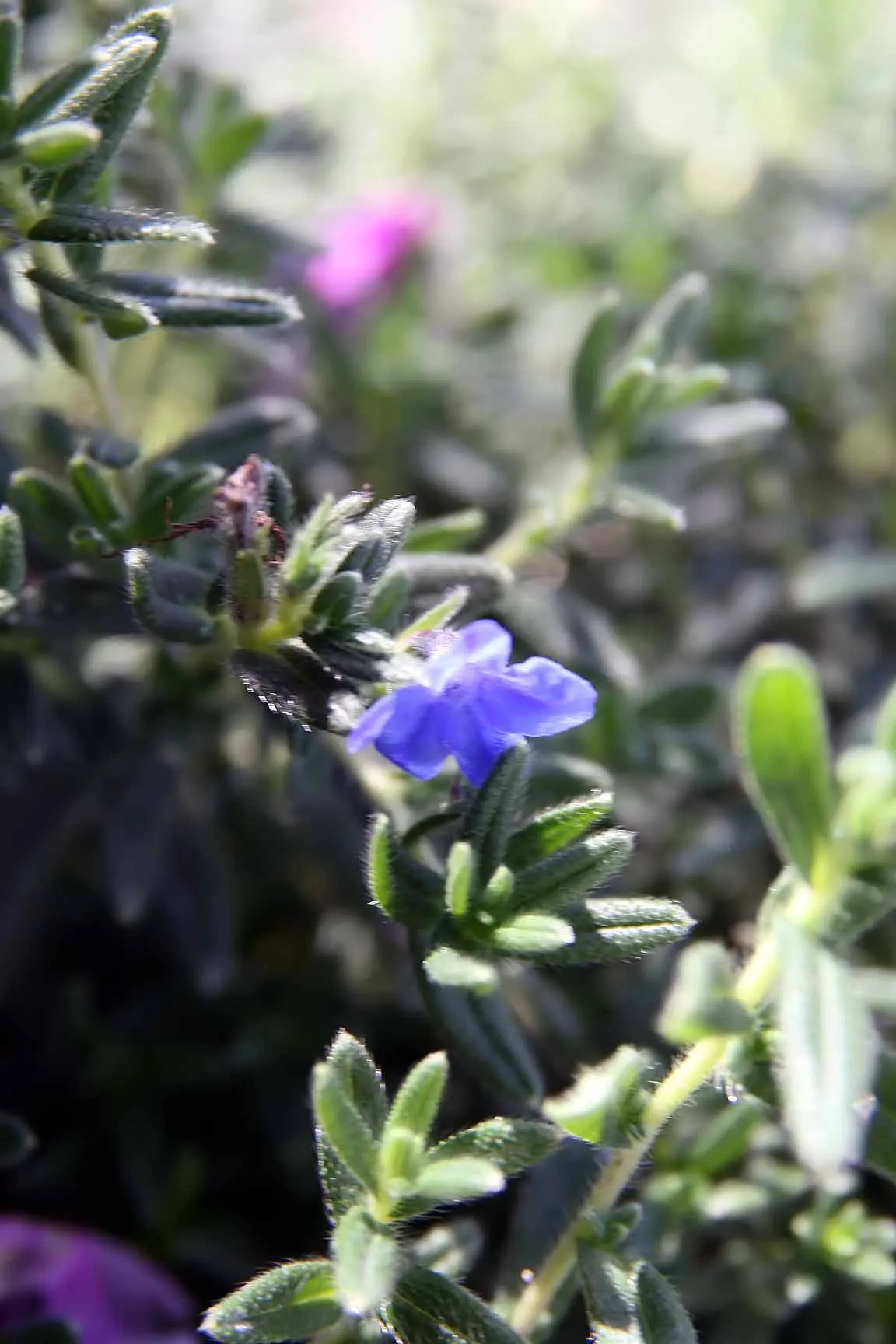Grace Ward Lithodora (Lithodora Diffusa 'Grace Ward') — is an evergreen perennial prized for its vivid blue flowers and sprawling growth habit