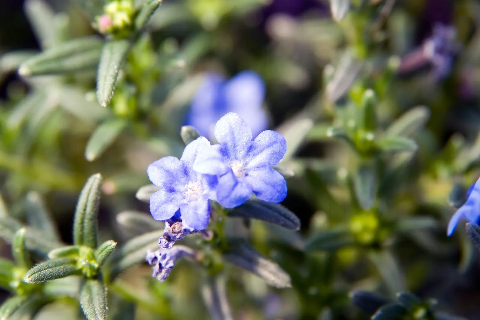 Grace Ward Lithodora (Lithodora Diffusa 'Grace Ward') — scientifically termed Lithodora diffusa 'Grace Ward'