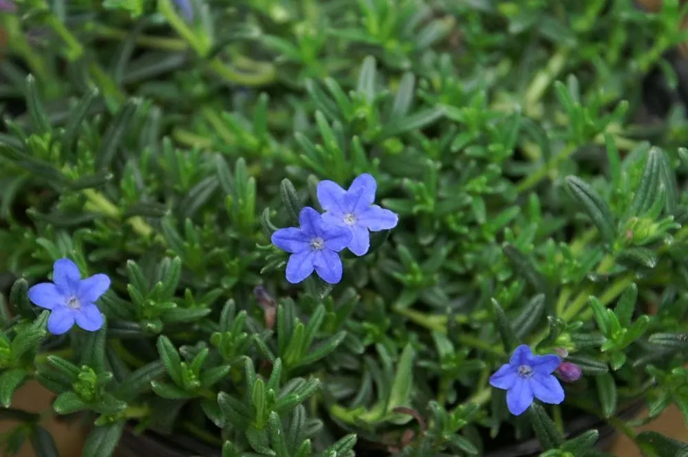 Grace Ward Lithodora (Lithodora Diffusa 'Grace Ward') — Prefers well-drained soil and full sun to partial shade