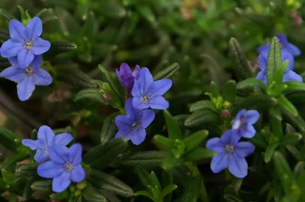 Grace Ward Lithodora (Lithodora Diffusa 'Grace Ward') — true-blue flowers atop creeping evergreen foliage
