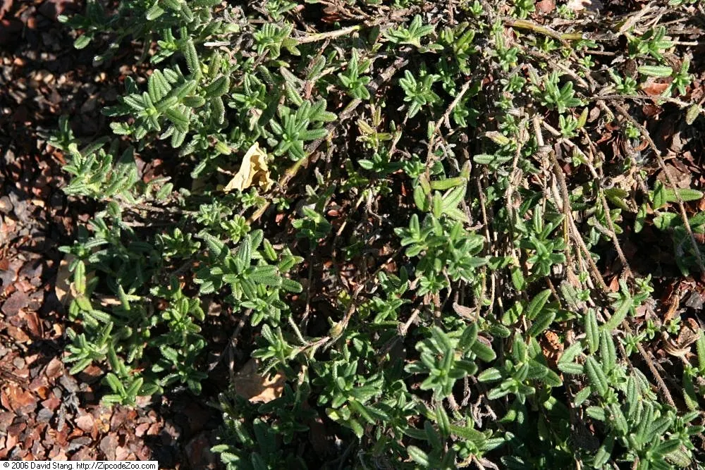 Grace Ward Lithodora (Lithodora Diffusa 'Grace Ward') — it's drought-tolerant once established and attracts pollinators