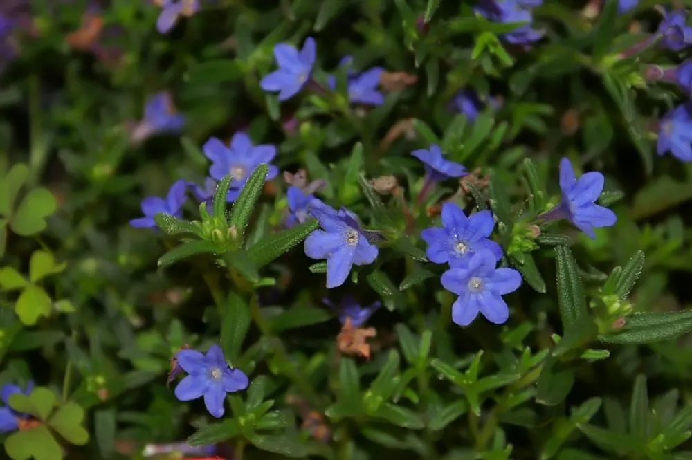 Grace Ward Lithodora (Lithodora Diffusa 'Grace Ward') — Grace Ward Lithodora (Lithodora diffusa 'Grace Ward') enlivens gardens with vivid