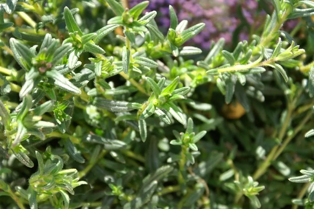 Grace Ward Lithodora (Lithodora Diffusa 'Grace Ward') — Ideal for rock gardens or edging, it thrives in zones 6-8