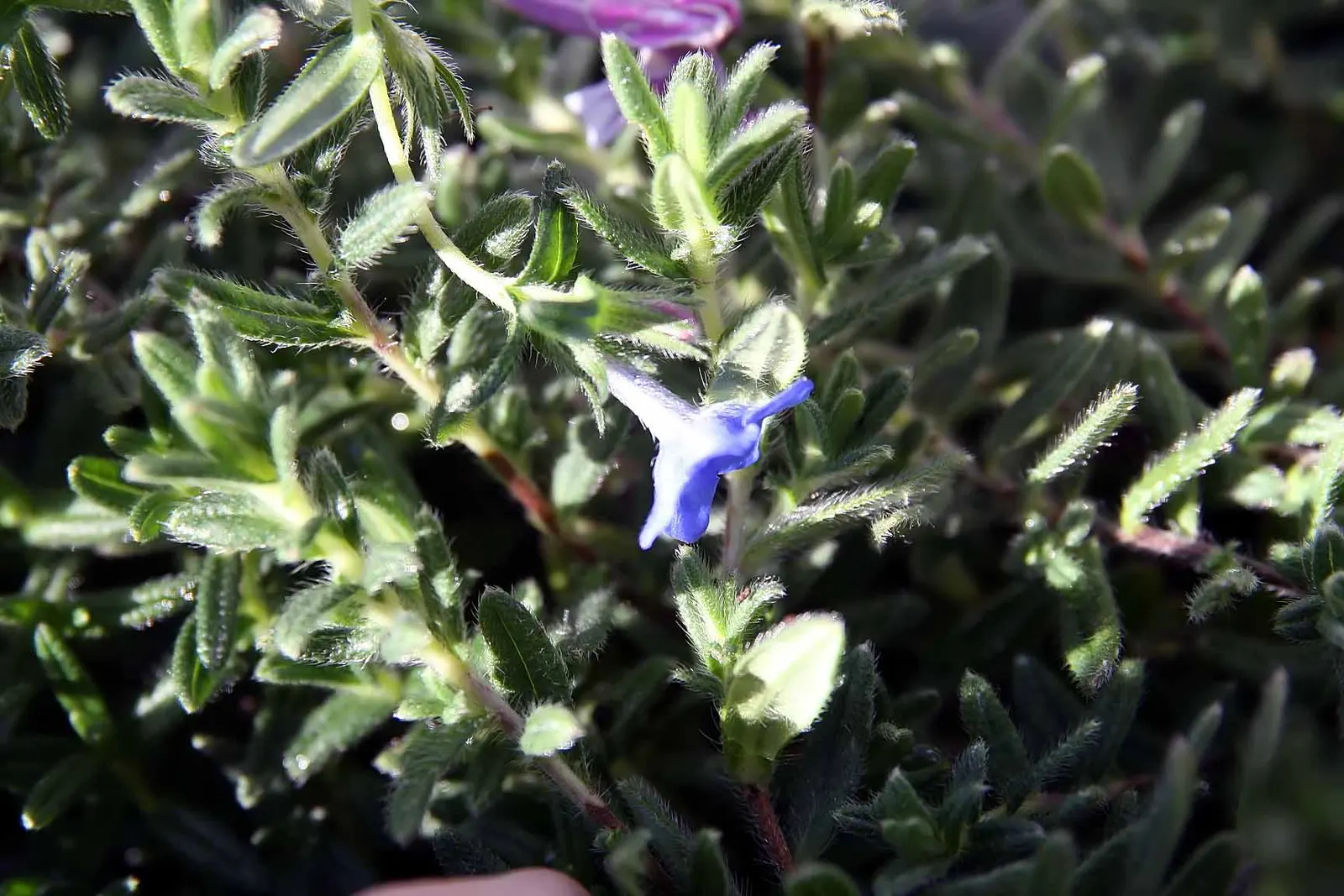 Grace Ward Lithodora (Lithodora Diffusa 'Grace Ward') — Reaching about 6 inches in height and spreading 24 inches