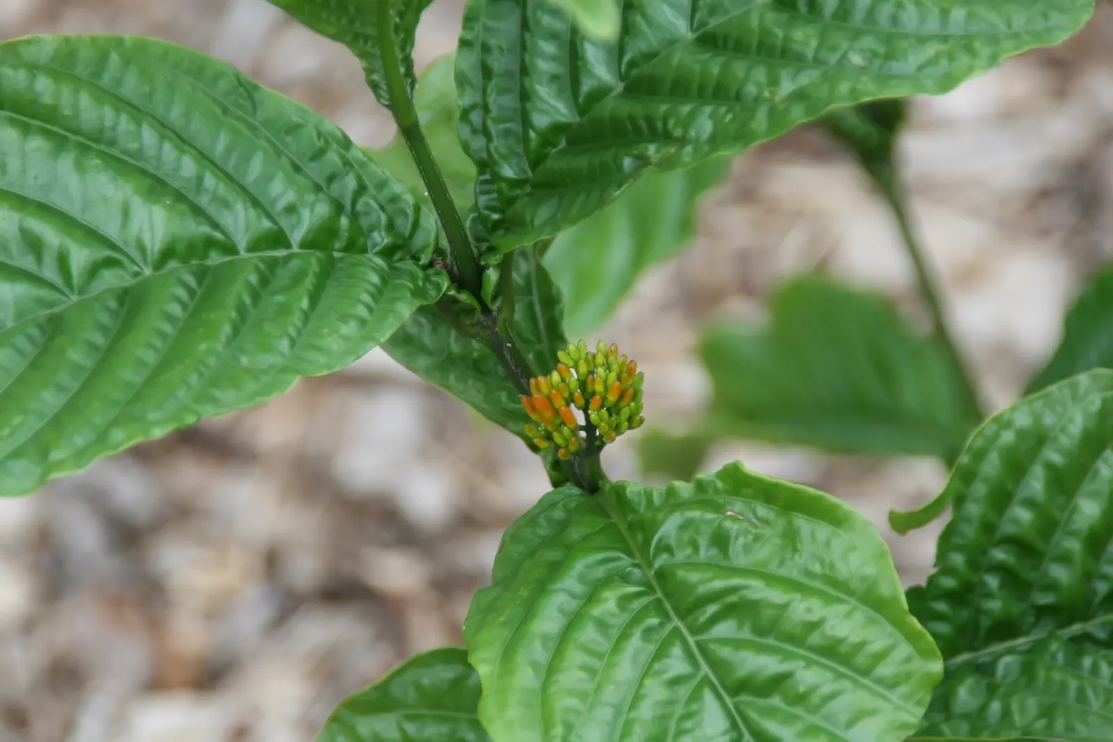 Rizzini's Justicia (Justicia Rizzinii) — are about 1 to 1.5 inches long and attract a variety of pollinators