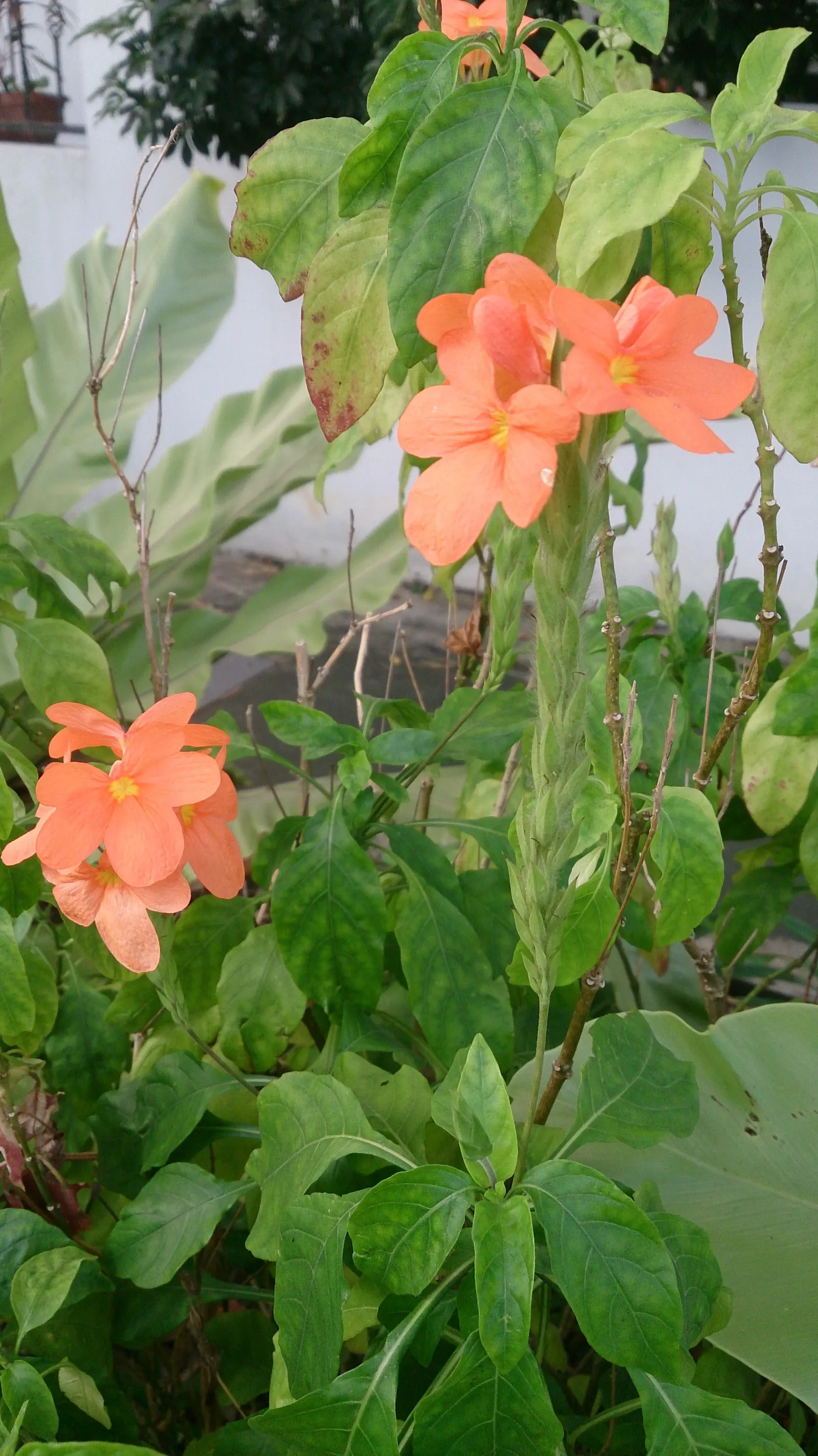 Rizzini's Justicia (Justicia Rizzinii) — preferring partial to full sun exposure; resembling small firecrackers, image 70