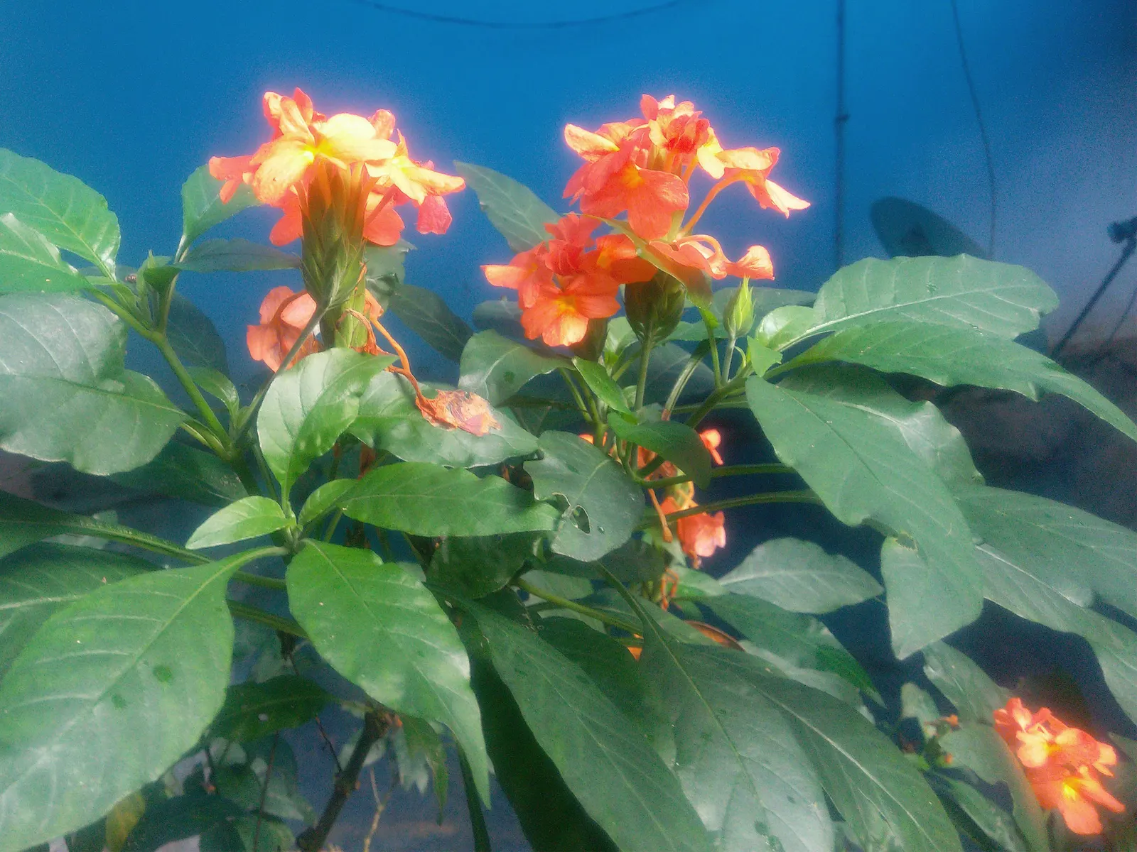 Rizzini's Justicia (Justicia Rizzinii) — including hummingbirds and butterflies