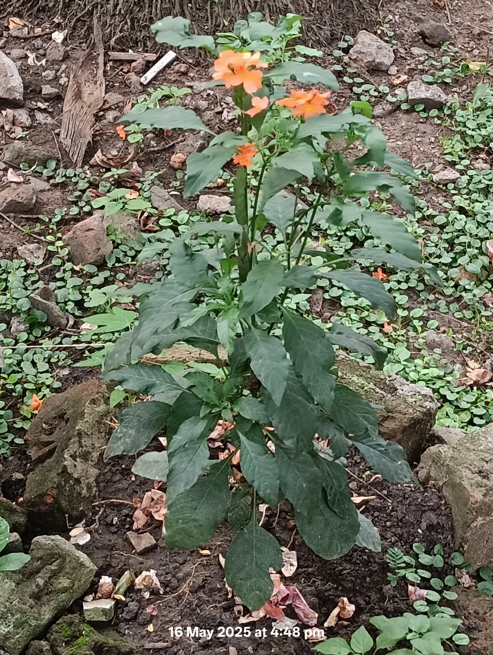 Rizzini's Justicia (Justicia Rizzinii) — Reaching an average height of around 18 inches and spreading approximately 24 inches wide; justicia, image 64