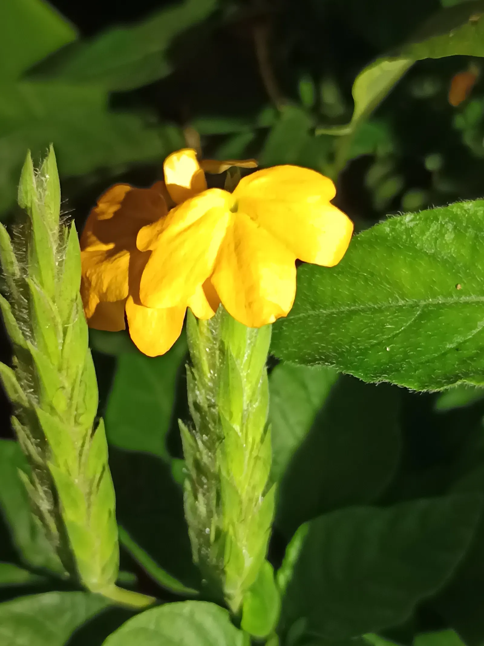 Rizzini's Justicia (Justicia Rizzinii) — Regular watering and well-draining soil encourage lush growth; justicia rizzinii is sure to be a dazzling, image 88