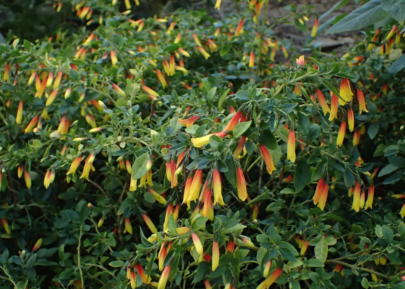 Rizzini's Justicia (Justicia Rizzinii) — providing a bright pop of color; resembling small firecrackers, image 86