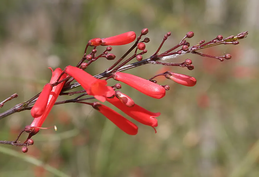 Rizzini's Justicia (Justicia Rizzinii) — shrub for full or half or shade; justicia rizzinii is sure to be a dazzling highlight in your client's, image 84