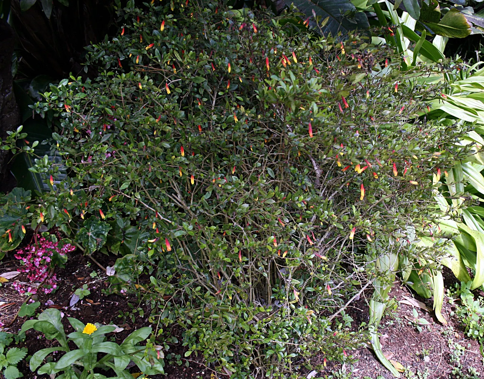 Rizzini's Justicia (Justicia Rizzinii) — providing a bright pop of color; resembling small firecrackers