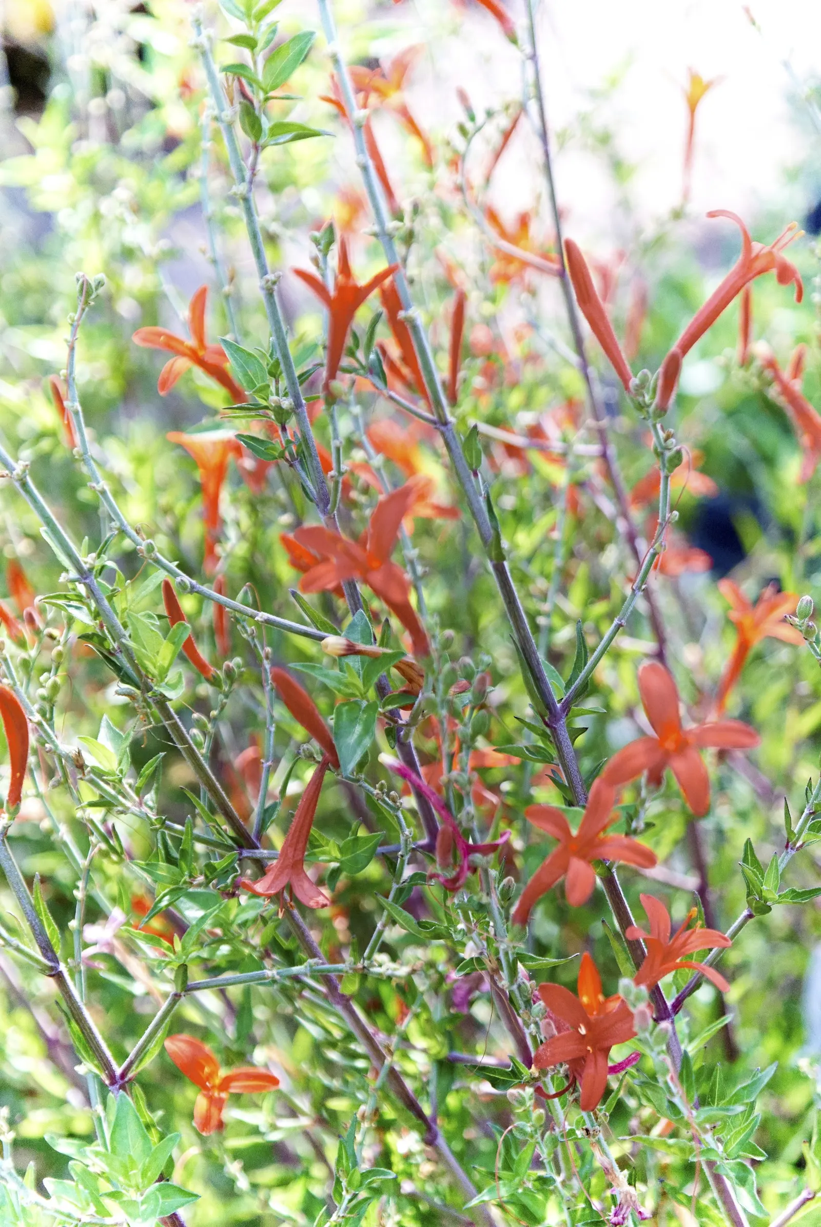 Rizzini's Justicia (Justicia Rizzinii) — resembling small firecrackers; regular watering promotes optimal flowering.<br><br>Maintenance for Justicia rizzinii