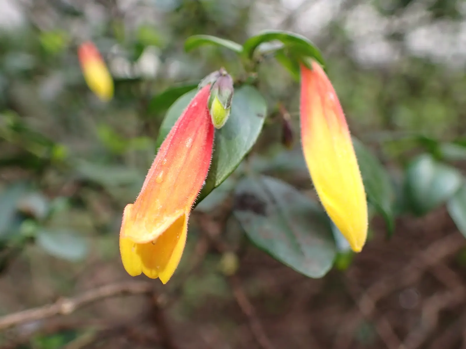 Rizzini's Justicia (Justicia Rizzinii) — consider pairing Firecracker Flower with foliage plants with contrasting colors; regular watering and, image 77
