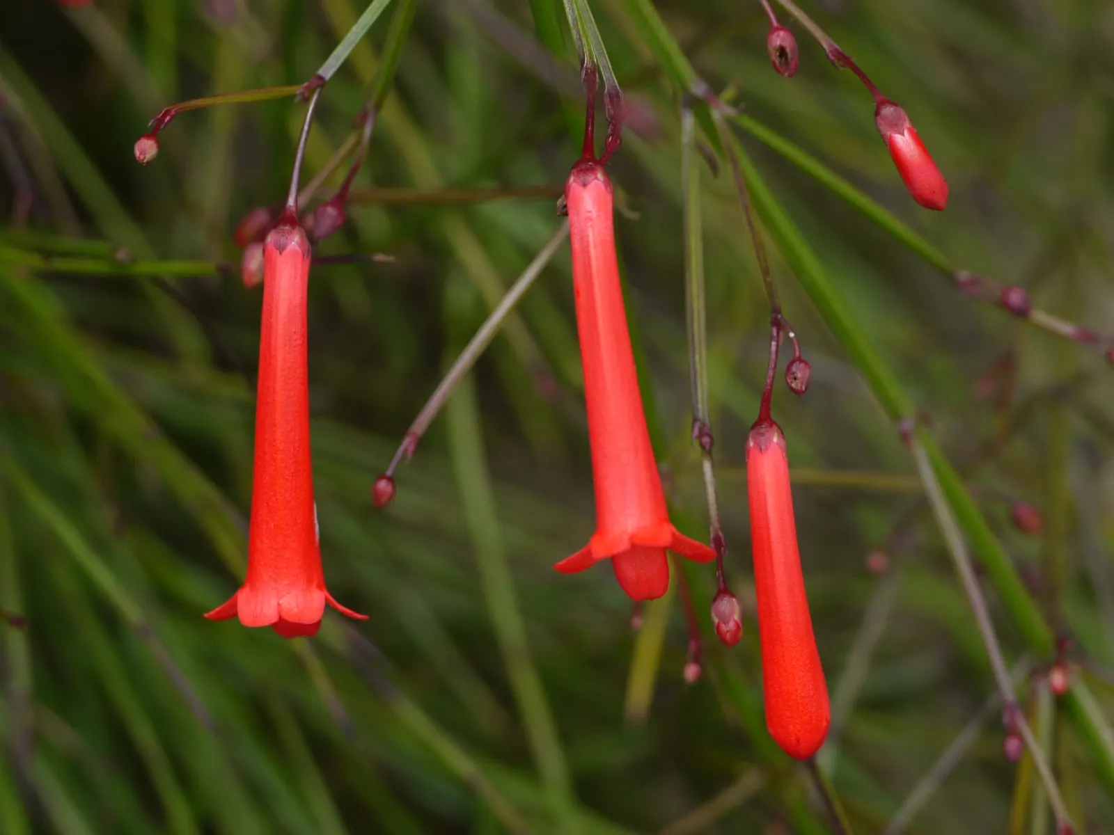Rizzini's Justicia (Justicia Rizzinii) — It's also free of serious pests and diseases; regular watering promotes optimal, image 75