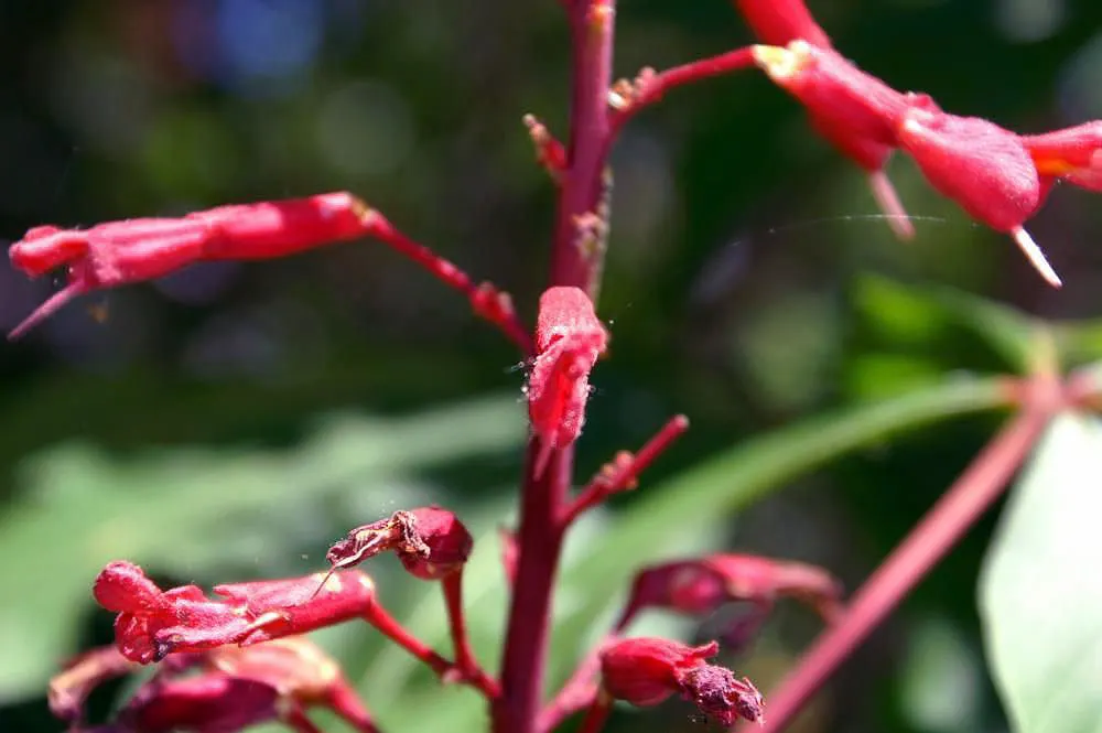 Rizzini's Justicia (Justicia Rizzinii) — resembling small firecrackers