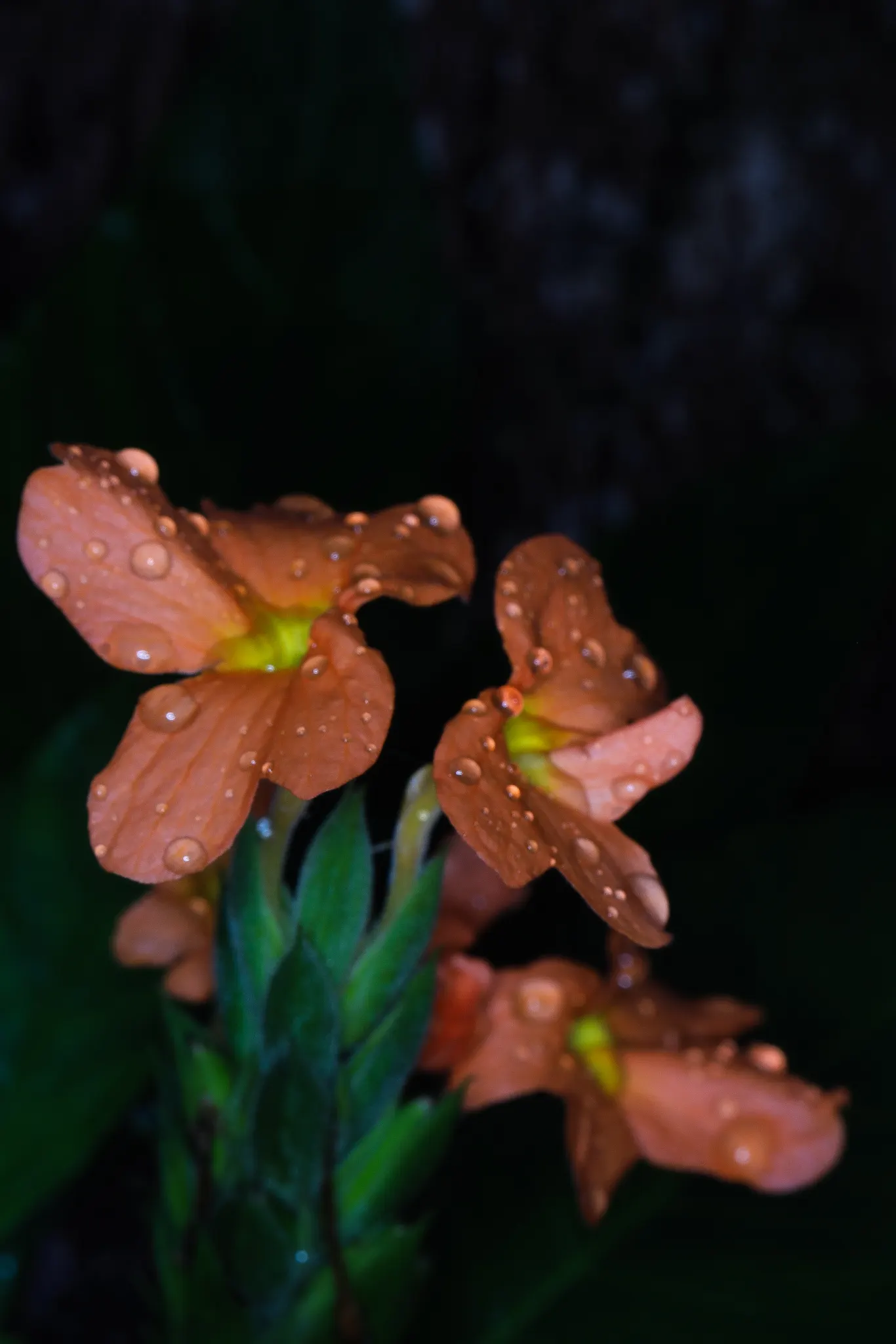 Rizzini's Justicia (Justicia Rizzinii) — Reaching an average height of around 18 inches and spreading approximately 24 inches wide; justicia rizzinii is sure