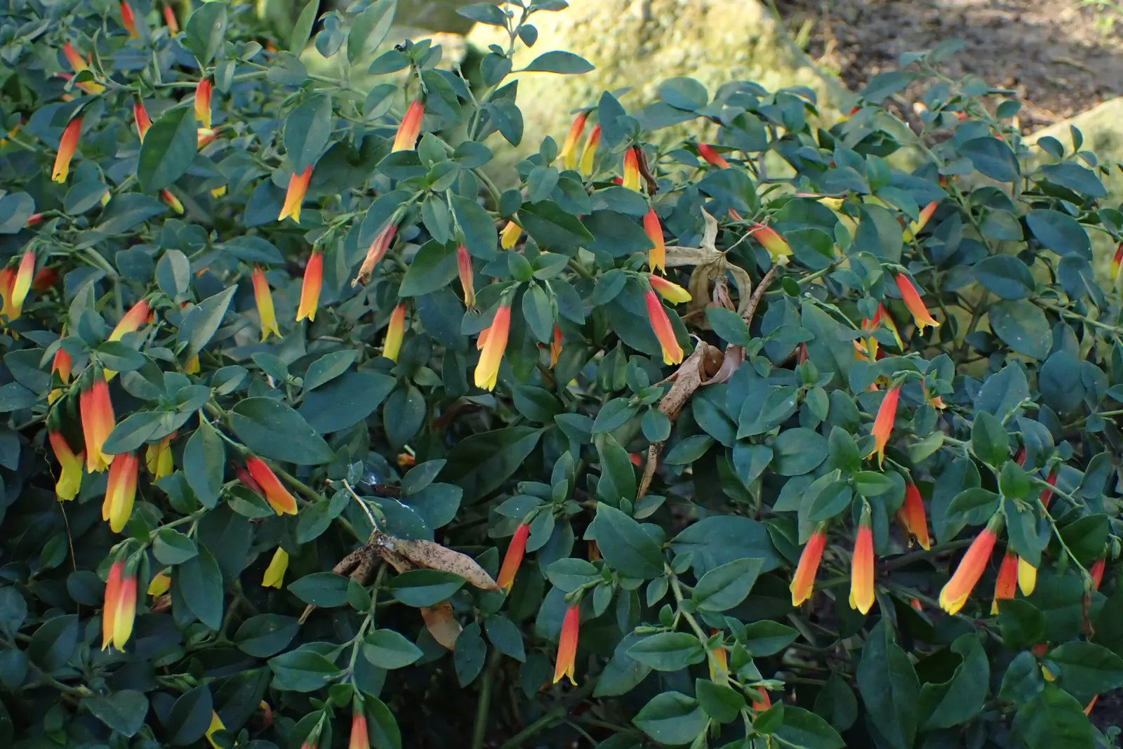 Rizzini's Justicia (Justicia Rizzinii) — making it a standout in borders or as an accent plant