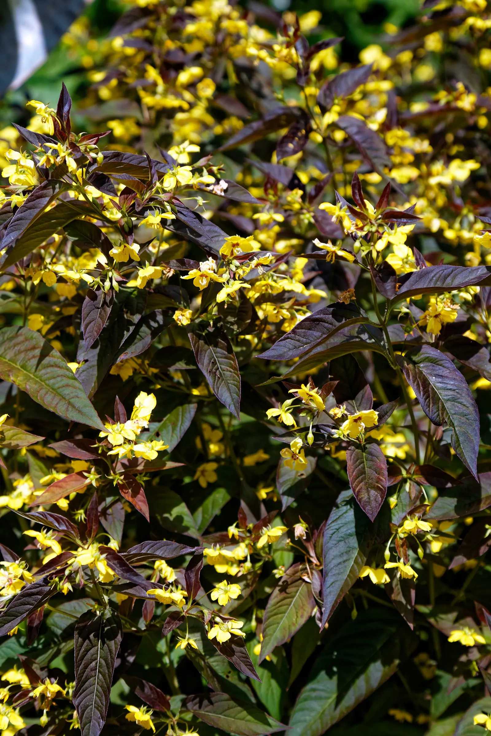 Rizzini's Justicia (Justicia Rizzinii) — shrub with multi-colored and orange and red blooms; regular watering promotes optimal flowering.<br><br>Maintenance