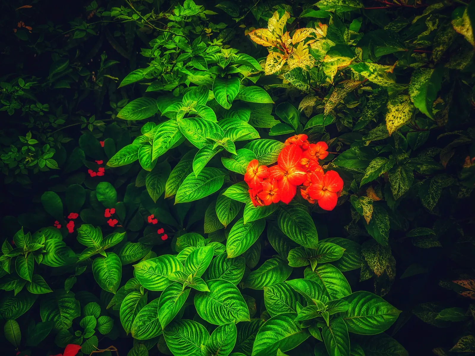 Rizzini's Justicia (Justicia Rizzinii) — resembling small firecrackers; regular watering promotes optimal flowering.<br><br>Maintenance for, image 67