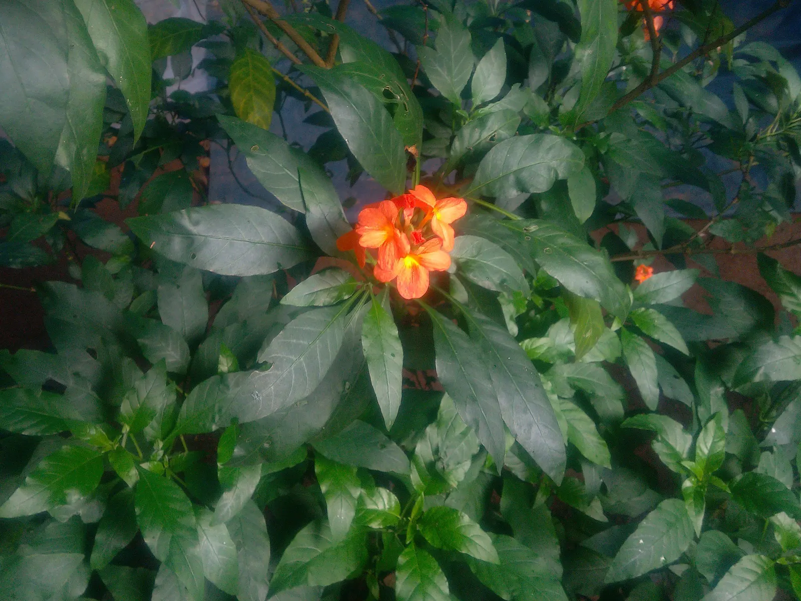 Rizzini's Justicia (Justicia Rizzinii) — is a vibrant perennial that adds a pop of color and exotic flair to any garden; regular watering promotes, image 91
