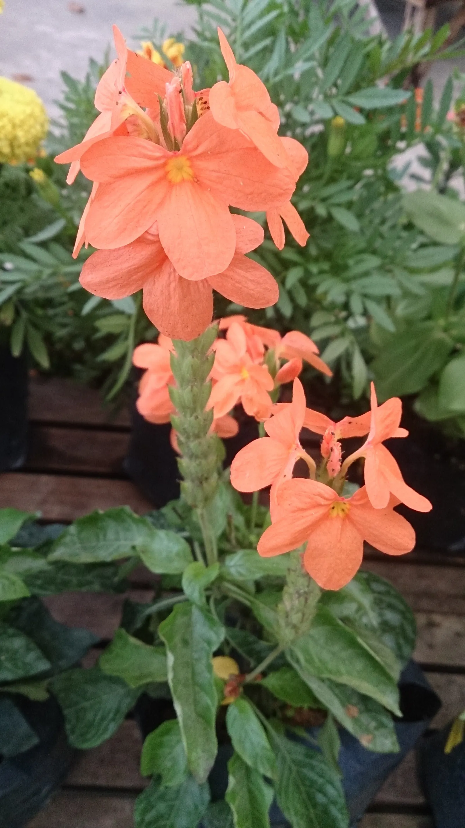 Rizzini's Justicia (Justicia Rizzinii) — shrub with multi-colored and orange and red blooms; regular watering promotes optimal, image 83