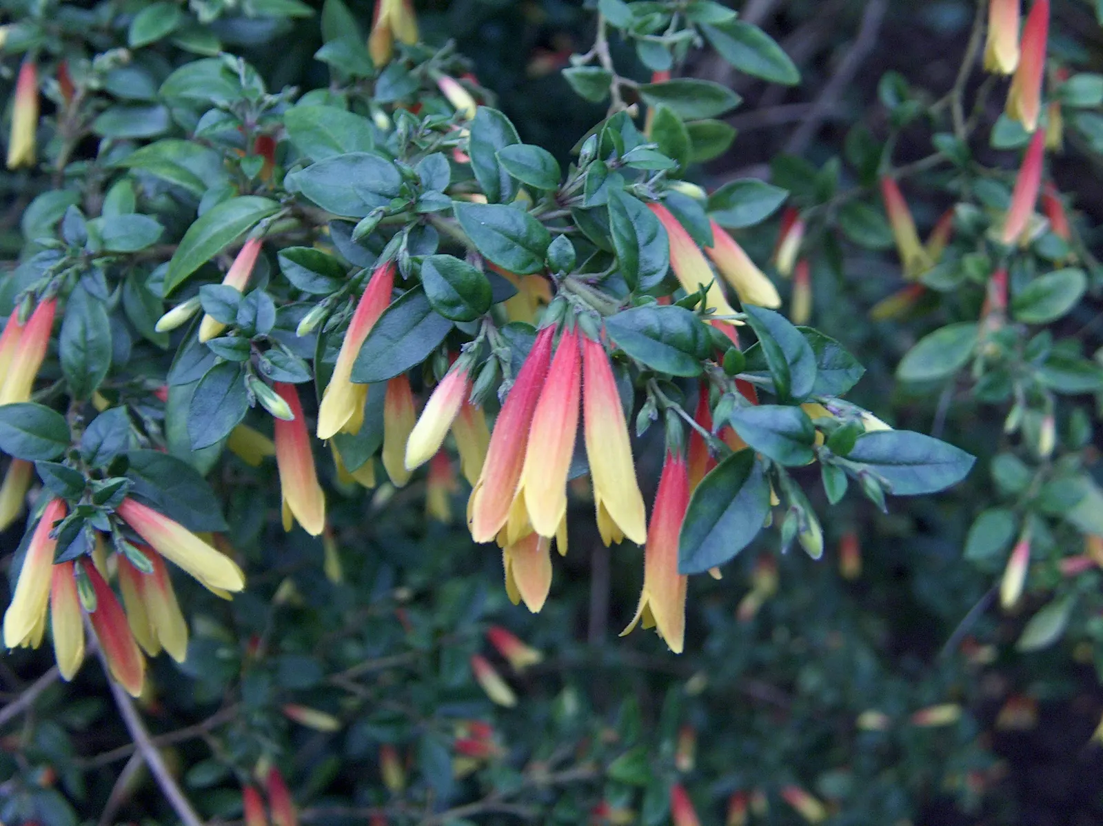 Rizzini's Justicia (Justicia Rizzinii) — with peak displays often occurring in the summer and fall; resembling small firecrackers, image 66