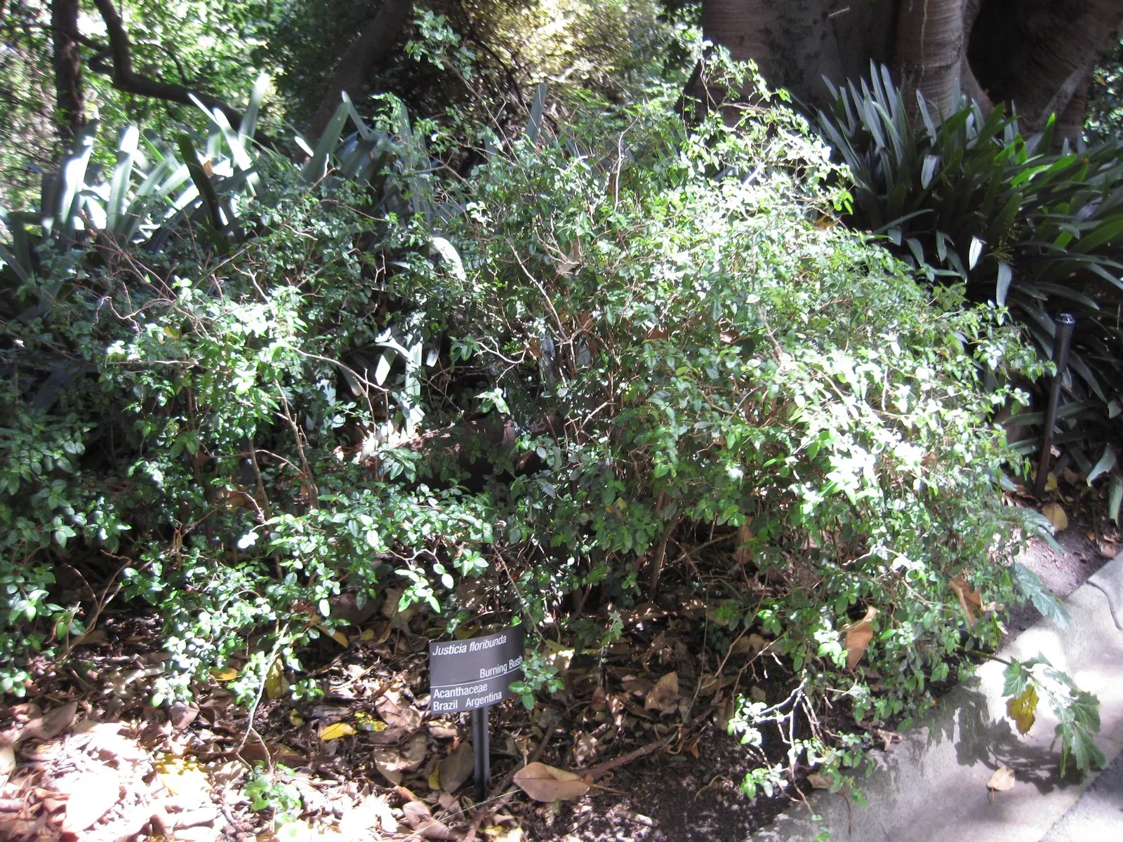 Rizzini's Justicia (Justicia Rizzinii) — including hummingbirds and butterflies; regular watering and well-draining soil encourage lush growth, image 69