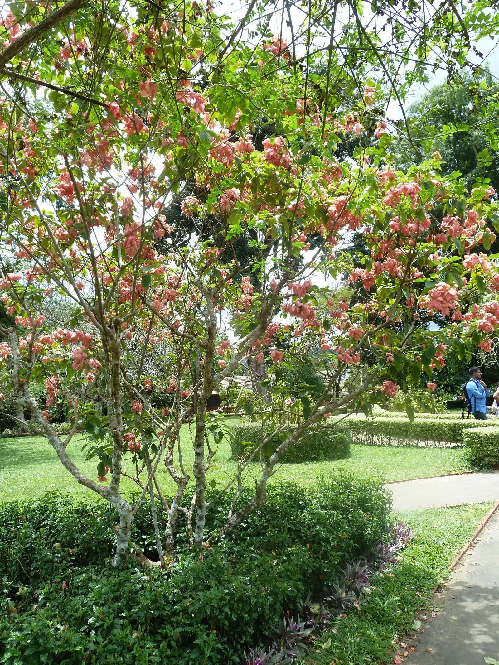Rizzini's Justicia (Justicia Rizzinii) — to ensure this fiery beauty stands out; regular watering promotes optimal flowering.<br><br>Maintenance for Justicia