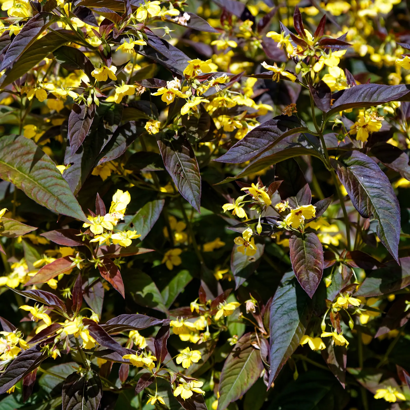 Rizzini's Justicia (Justicia Rizzinii) — Regular watering and well-draining soil encourage lush growth; justicia rizzinii is sure to be a dazzling, image 60