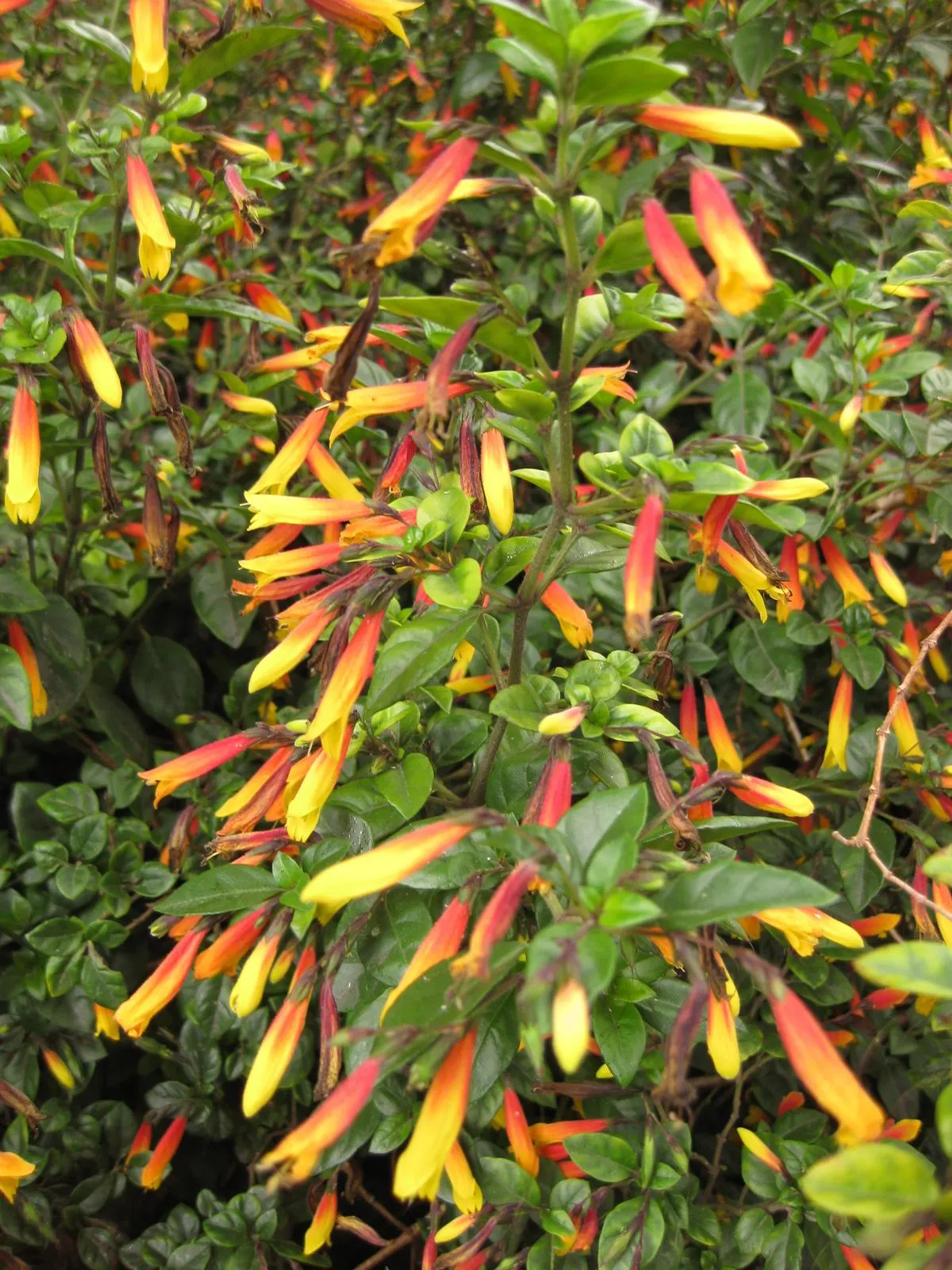 Rizzini's Justicia (Justicia Rizzinii) — providing a bright pop of color