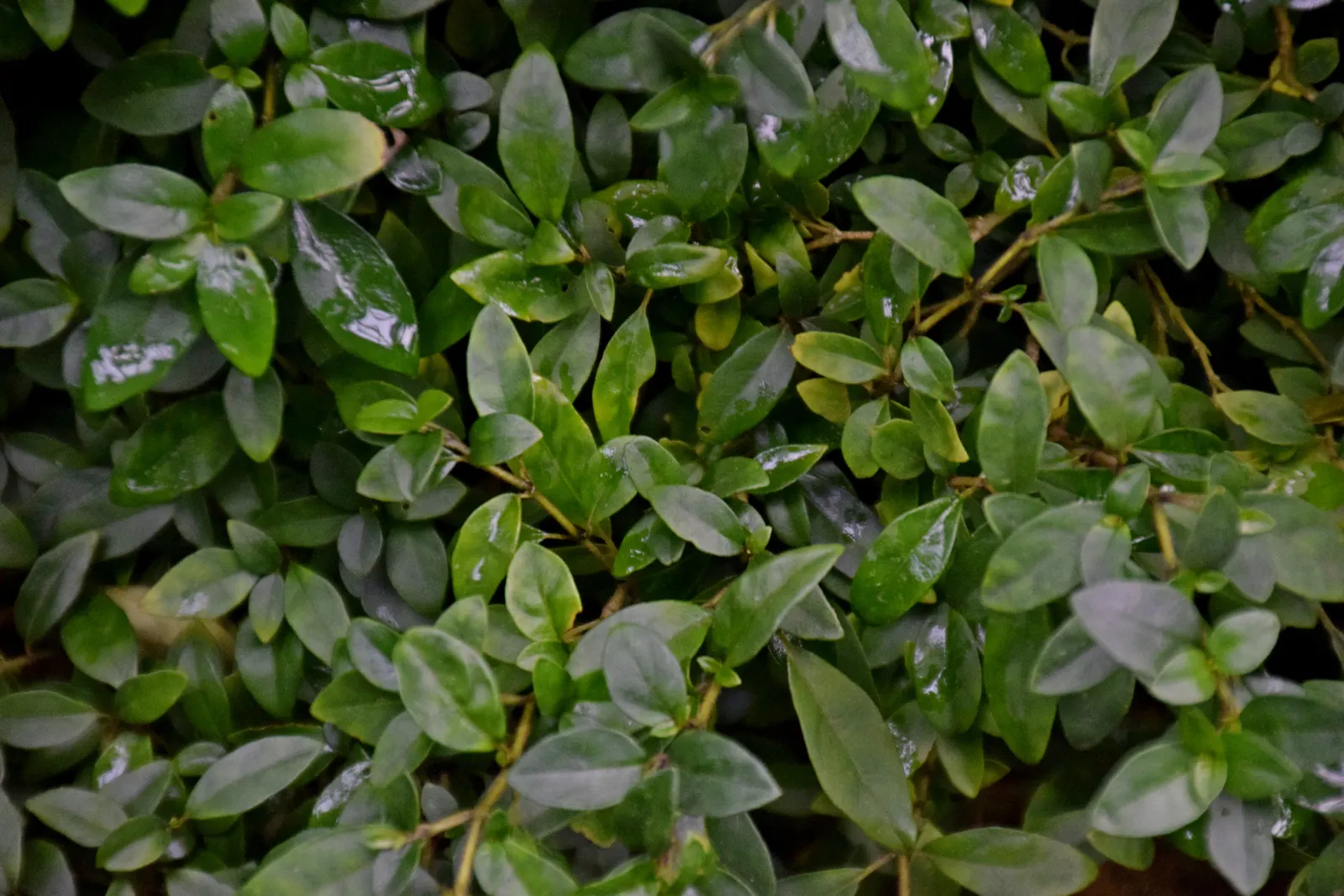 Rizzini's Justicia (Justicia Rizzinii) — scientifically known as Justicia rizzinii
