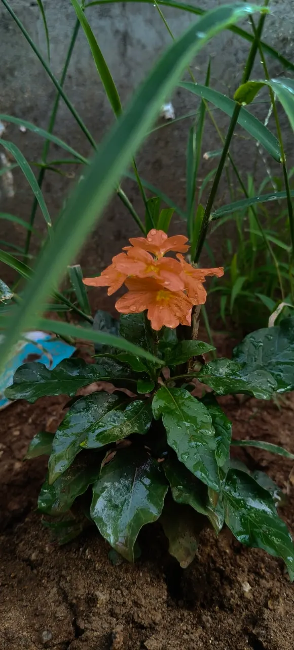 Rizzini's Justicia (Justicia Rizzinii) — providing a bright pop of color; resembling small firecrackers, image 58