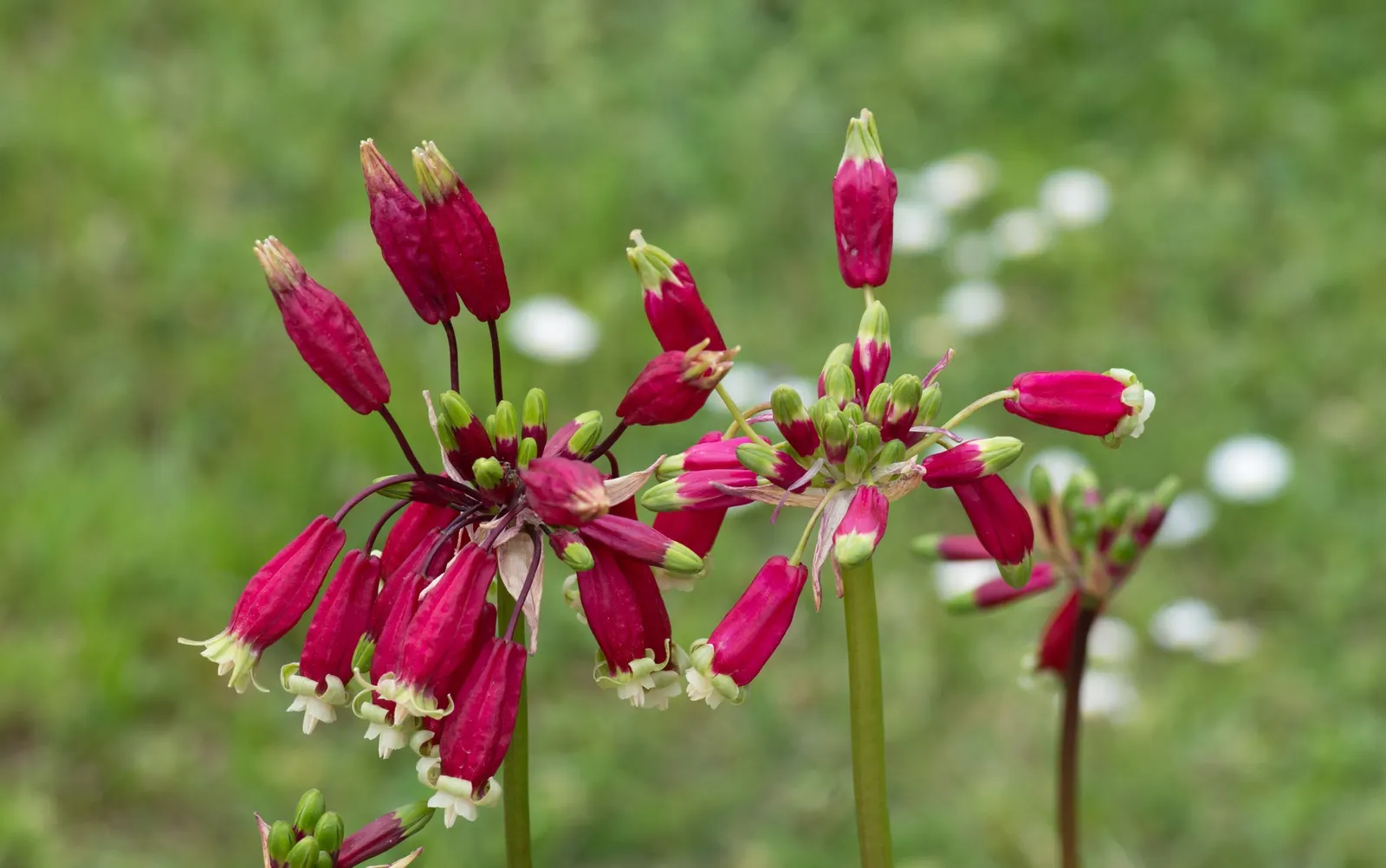 Rizzini's Justicia (Justicia Rizzinii) — Justicia rizzinii is sure to be a dazzling highlight in your client's garden; regular watering and well-draining soil