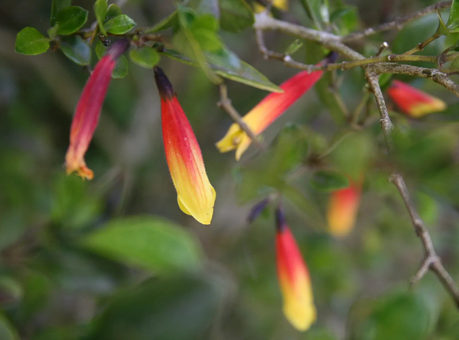Rizzini's Justicia (Justicia Rizzinii) — Regular watering and well-draining soil encourage lush growth