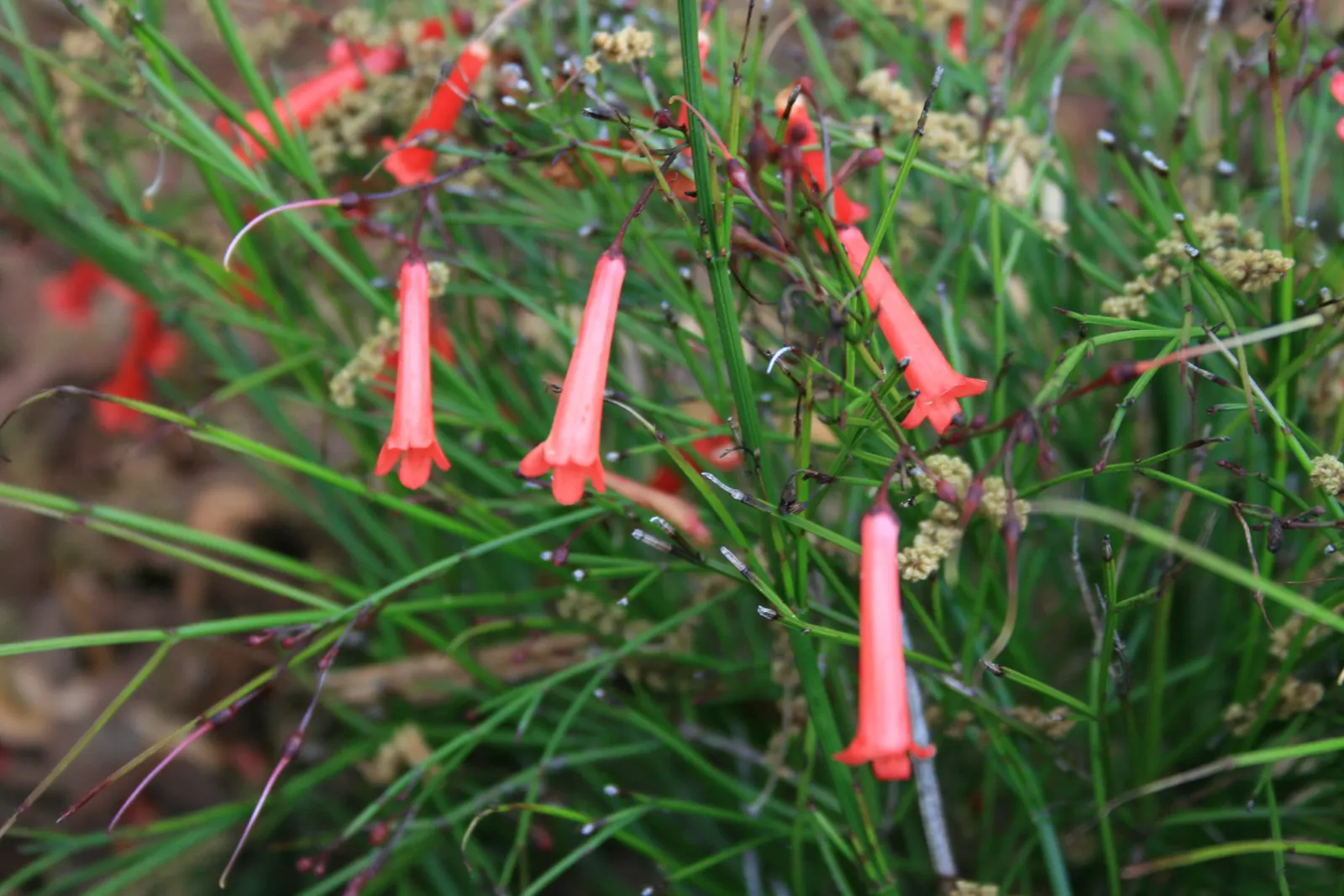 Rizzini's Justicia (Justicia Rizzinii) — regular watering promotes optimal flowering.<br><br>Maintenance for Justicia rizzinii is relatively minimal, image 74