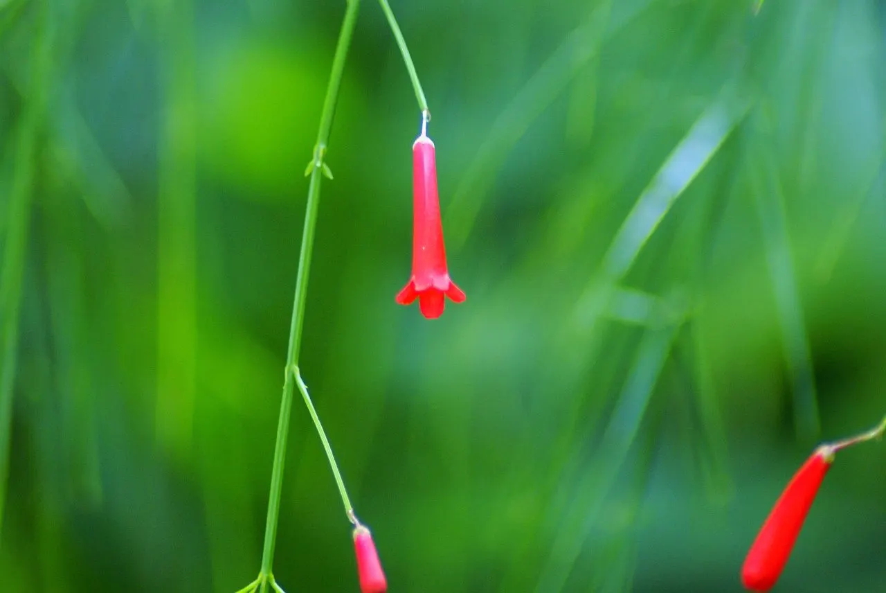 Rizzini's Justicia (Justicia Rizzinii) — Soil should be well-draining; justicia rizzinii is sure to be a dazzling highlight in your client's garden, image 72