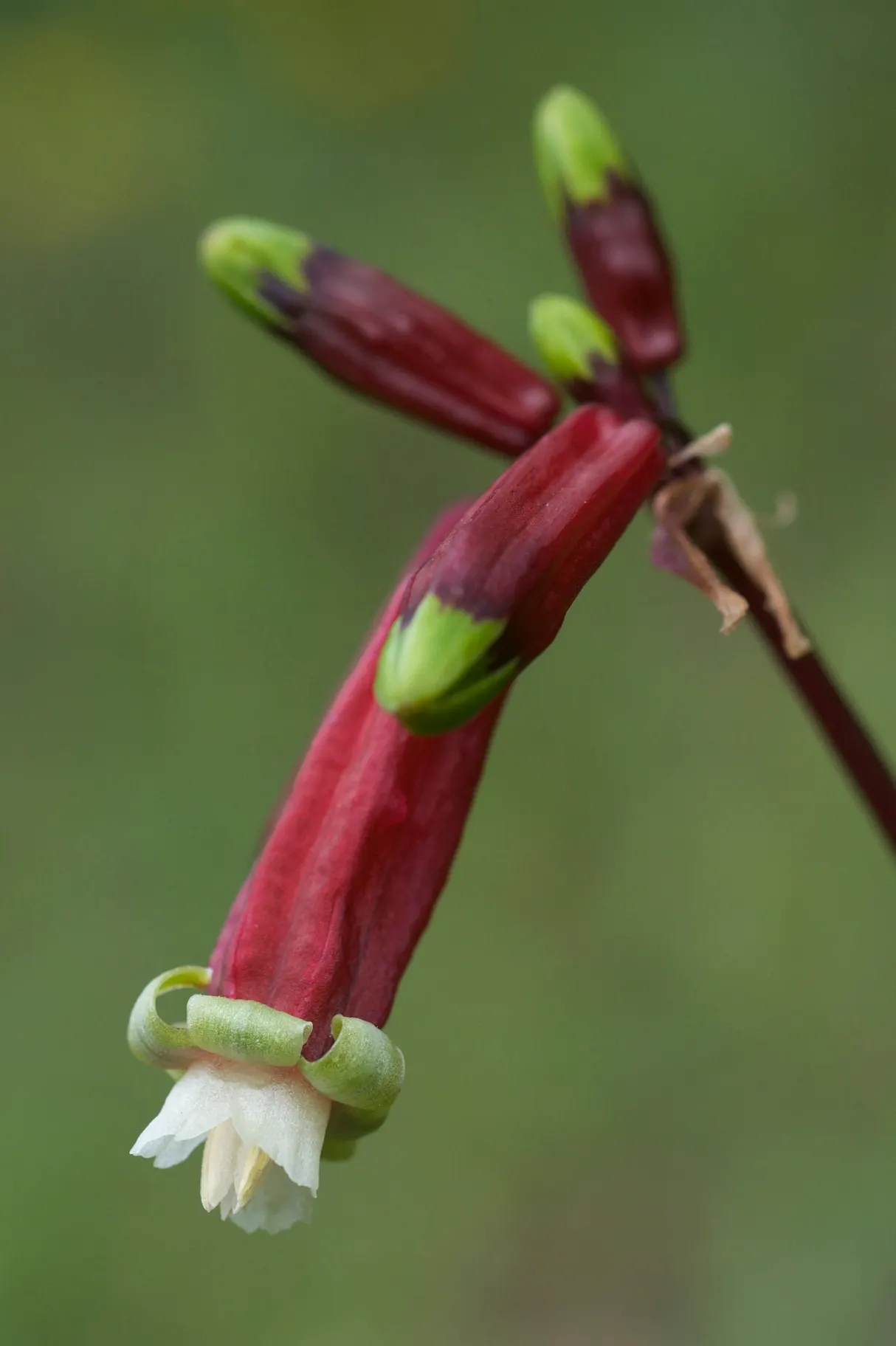 Rizzini's Justicia (Justicia Rizzinii) — Justicia rizzinii is sure to be a dazzling highlight in your client's garden; regular watering and, image 81