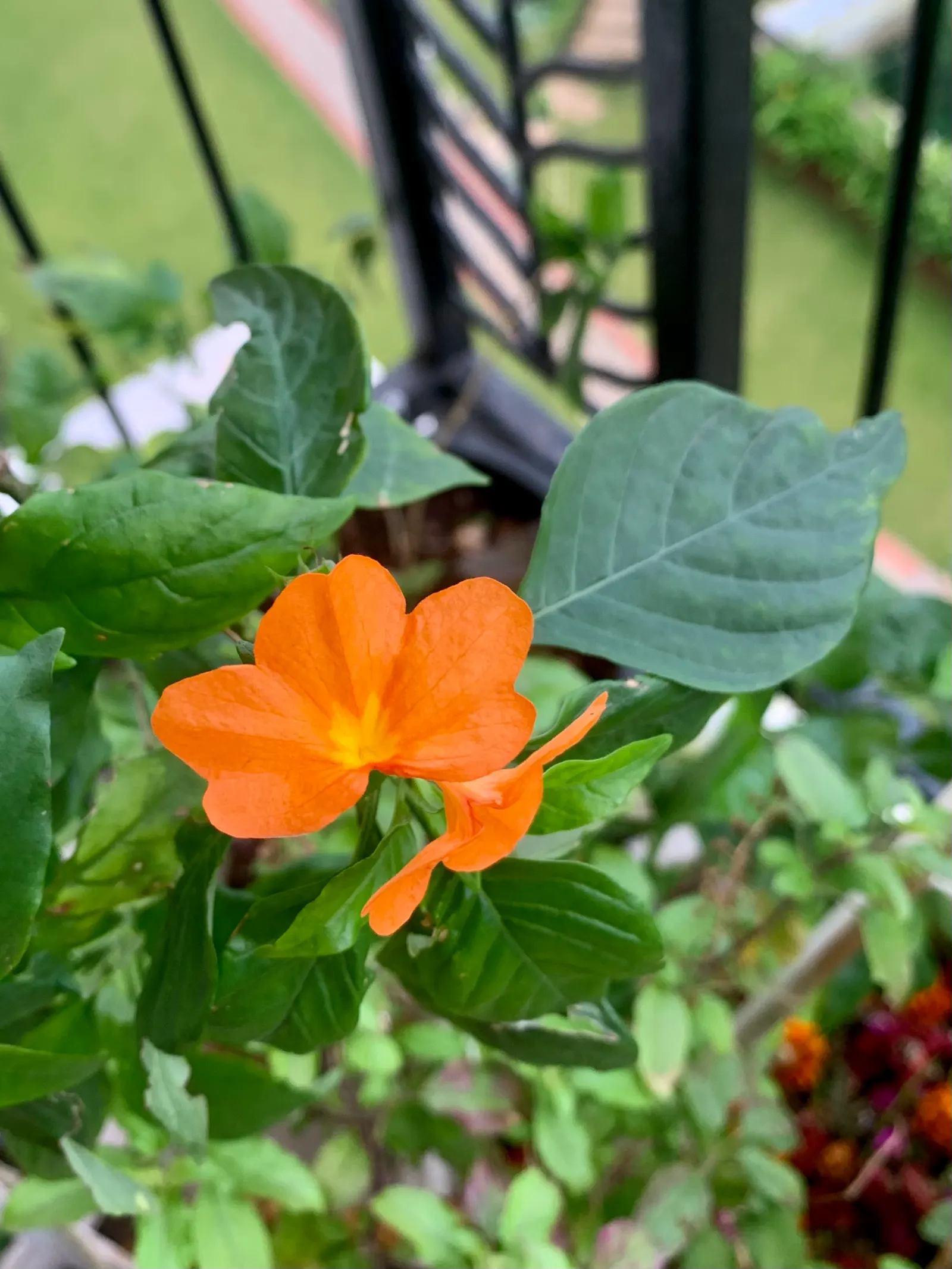Rizzini's Justicia (Justicia Rizzinii) — it thrives in partial shade and reaches a compact size of 18-24 inches in both height and spread; regular, image 87