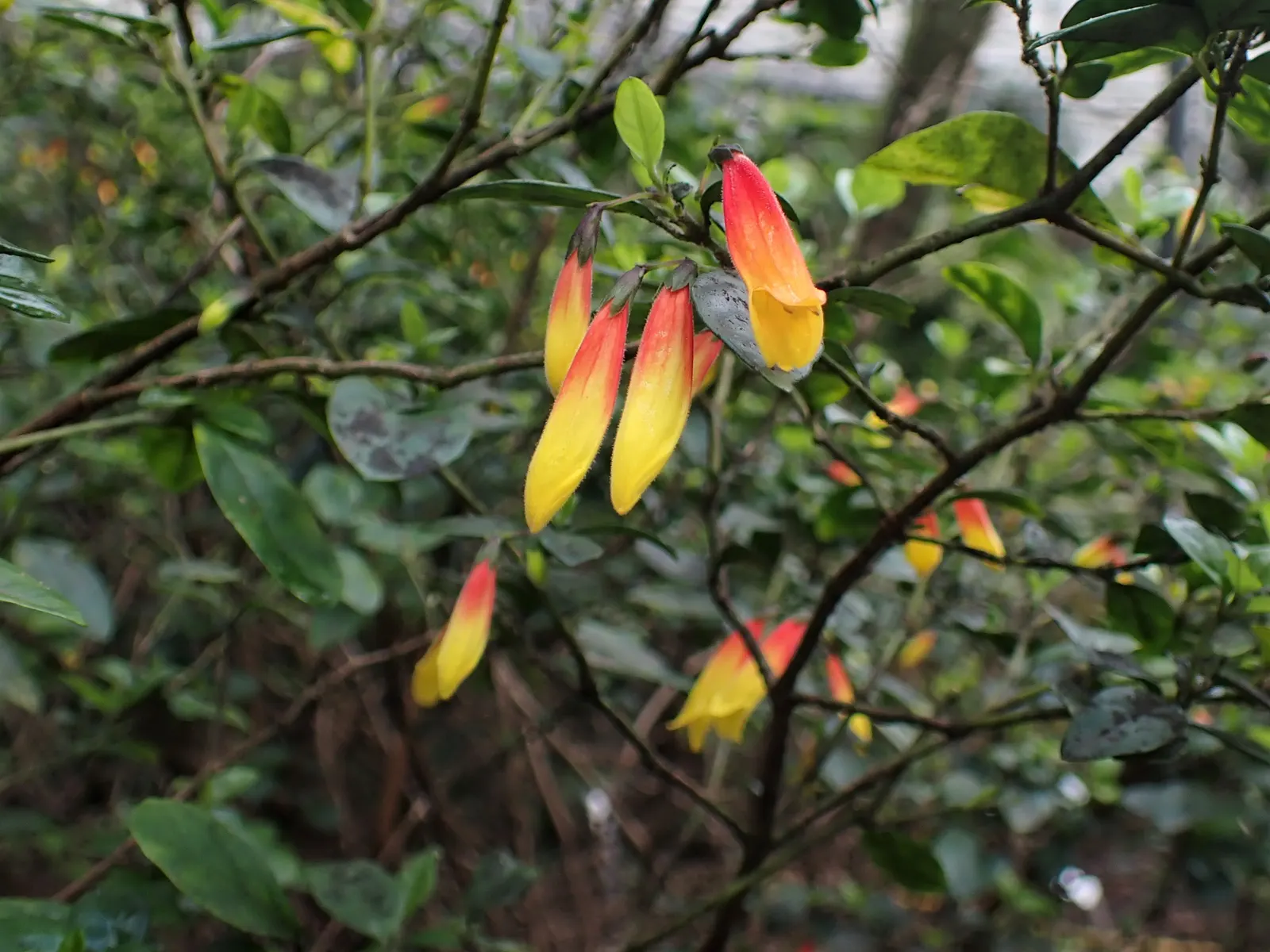 Rizzini's Justicia (Justicia Rizzinii) — shrub for full or half or shade