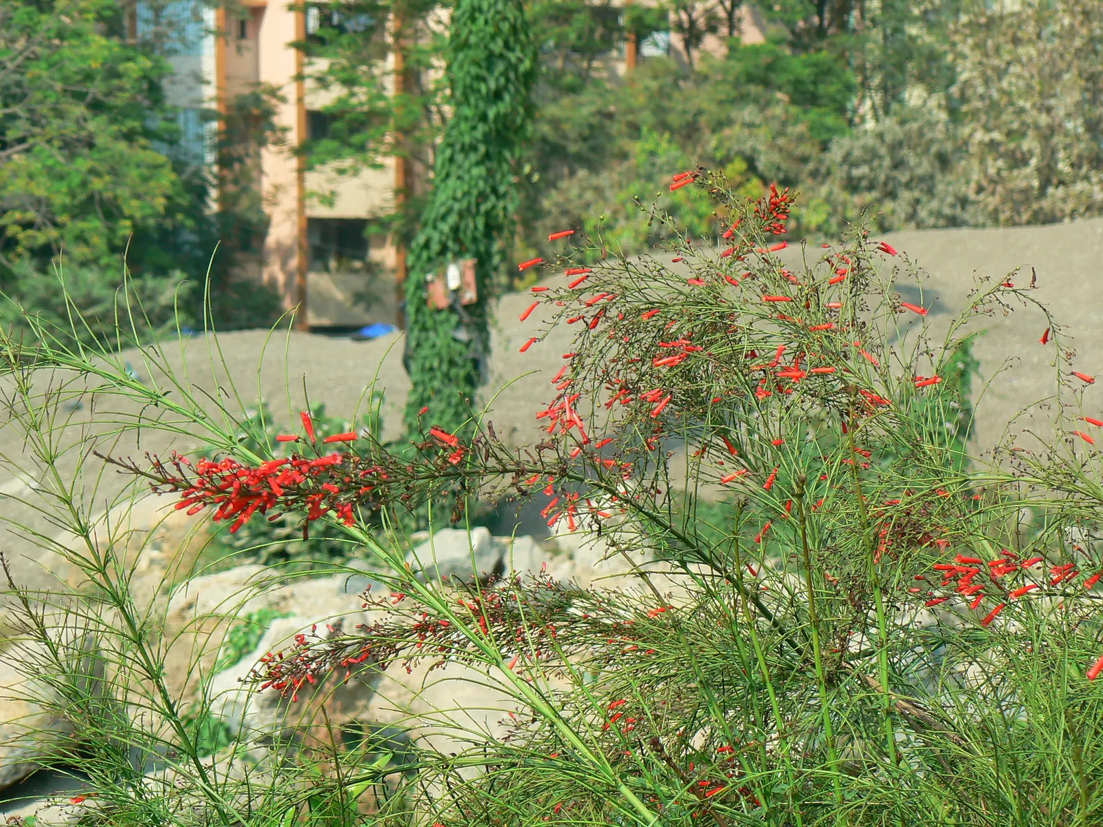 Rizzini's Justicia (Justicia Rizzinii) — multi-colored and orange and red flowers in the garden; resembling small firecrackers, image 82