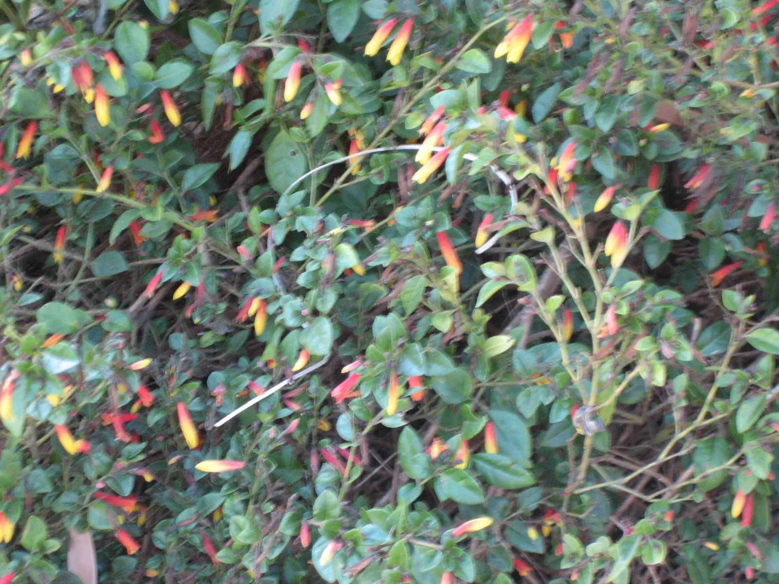 Rizzini's Justicia (Justicia Rizzinii) — fiery orange-red flowers that bloom prolifically throughout the year; regular watering and well-draining, image 65